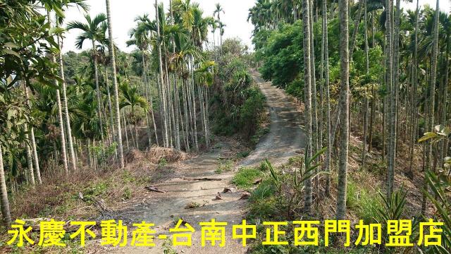 台南白河林地-12