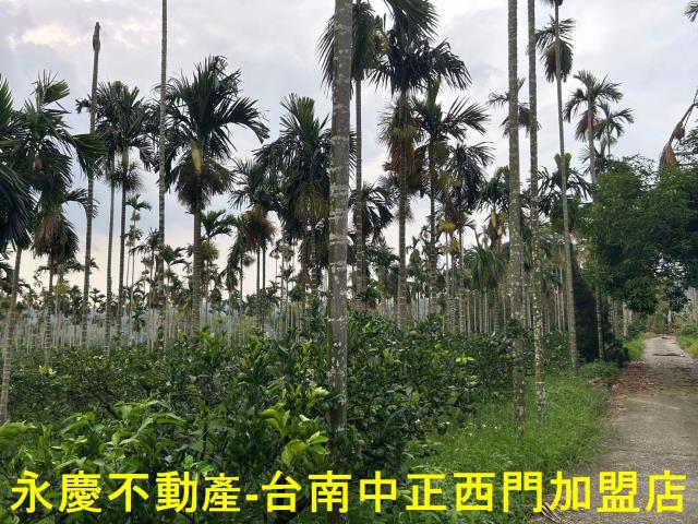 台南白河林地-2