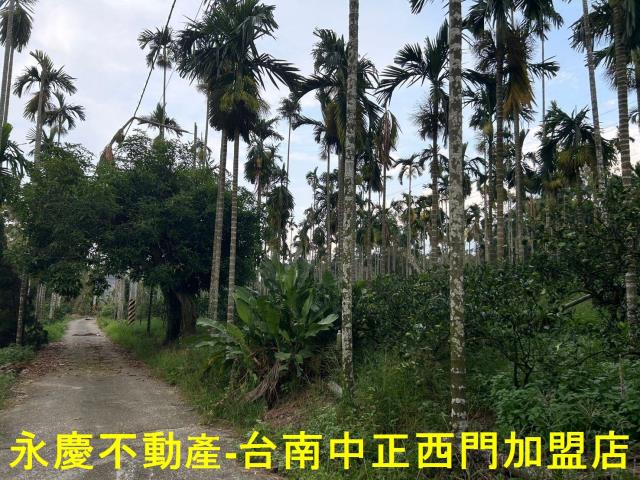 台南白河林地-3