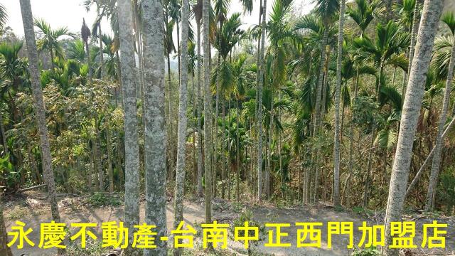 台南白河林地-4