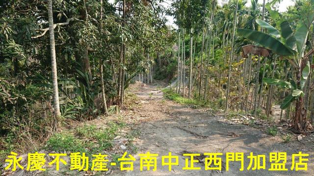 台南白河林地-6