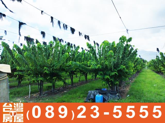 台東農地-4