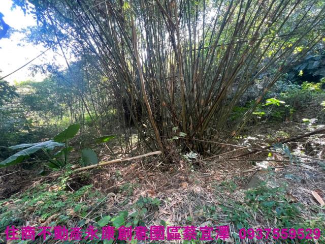左鎮農地-2