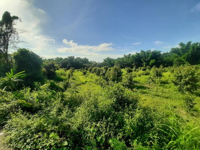 左鎮農地-4