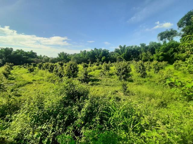 左鎮農地-5