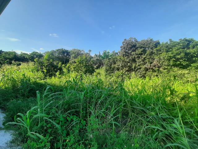 左鎮農地-6