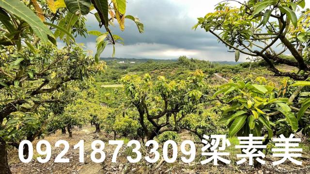 玉井農地-11