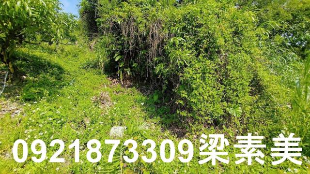 玉井農地-2