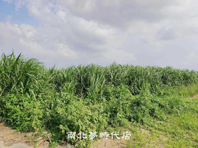 台南善化農地-13