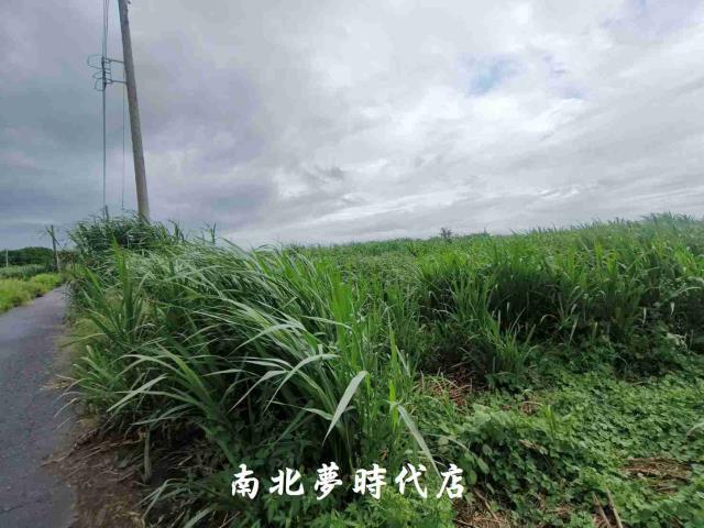 台南善化農地-3