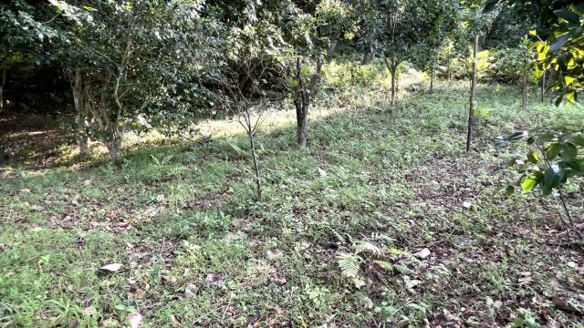 苗栗三灣農地-6