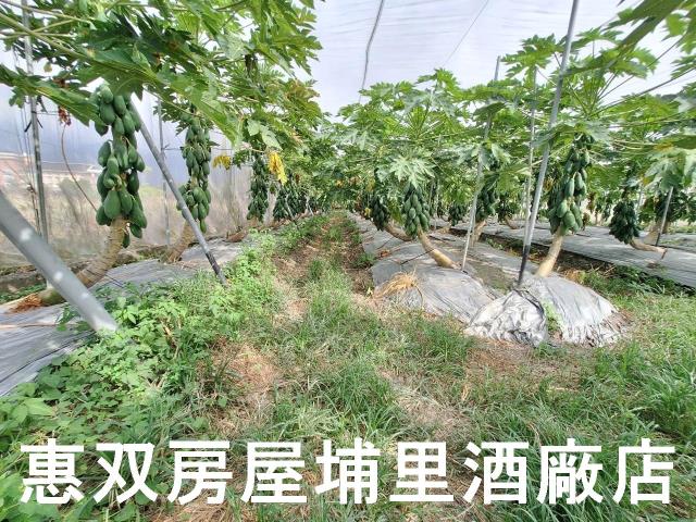 南投埔里農地-6