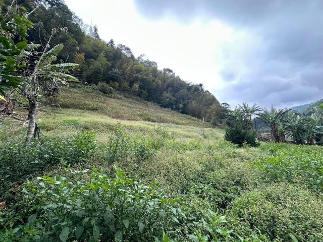 鹿谷農地-13