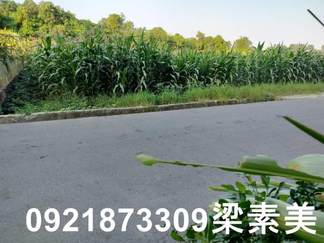 台南安定農地-5