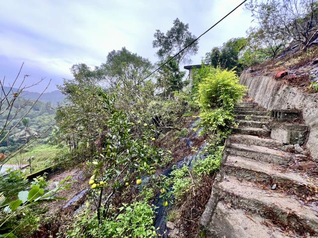 中寮山坡地-12