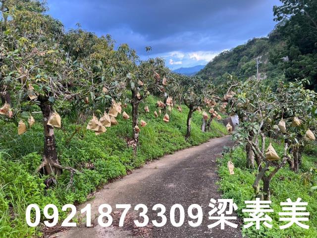 玉井農地-3