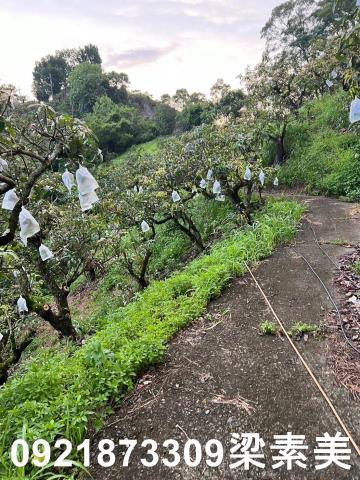 玉井農地-5