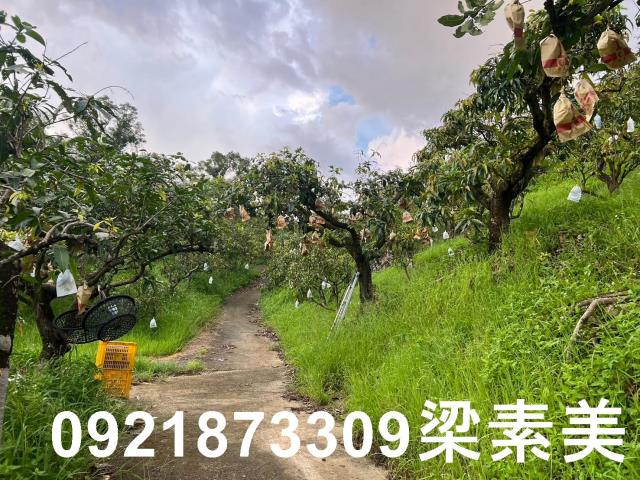 玉井農地-7
