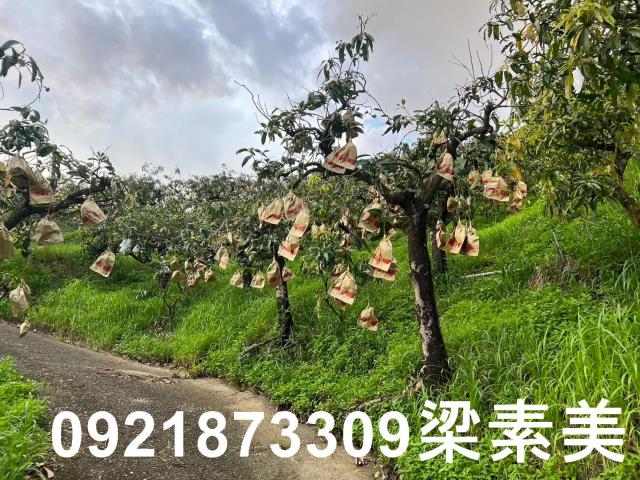 玉井農地-9