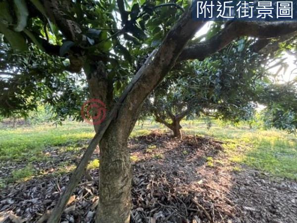 台南楠西農地-1