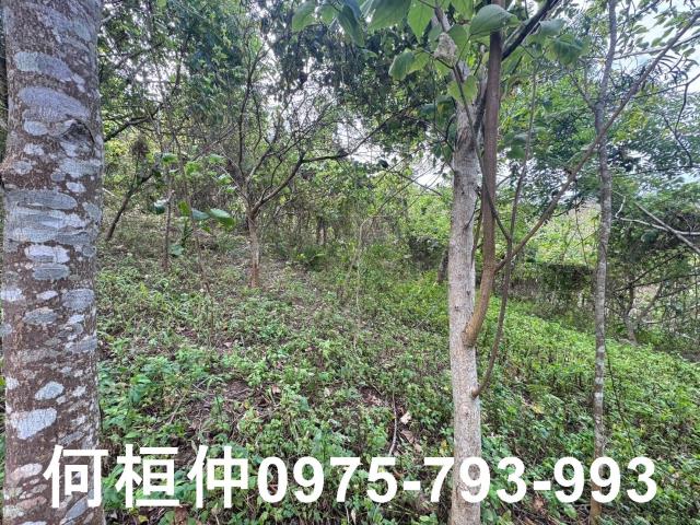 苗栗大湖山坡地-10