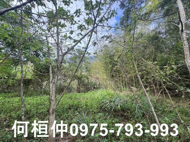 苗栗大湖山坡地-11