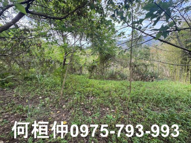 苗栗大湖山坡地-12