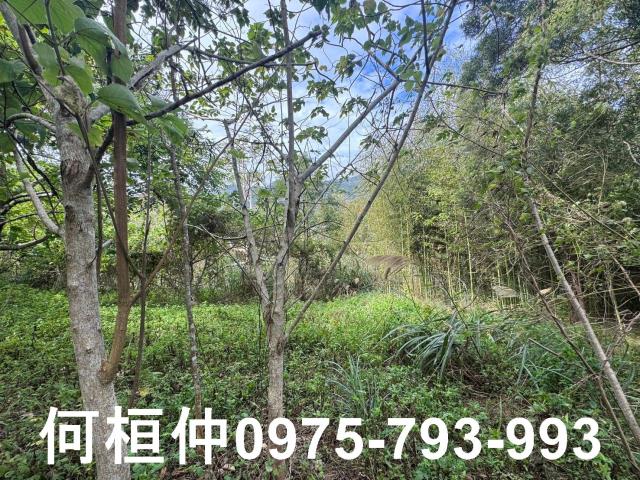 苗栗大湖山坡地-13