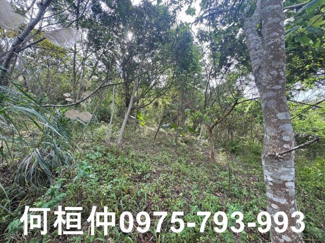 苗栗大湖山坡地-14