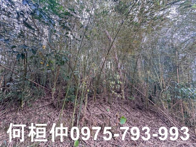 苗栗大湖山坡地-2