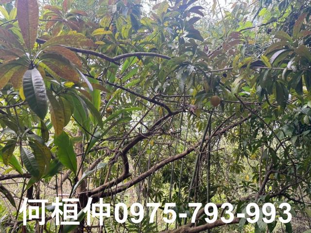 苗栗大湖山坡地-3