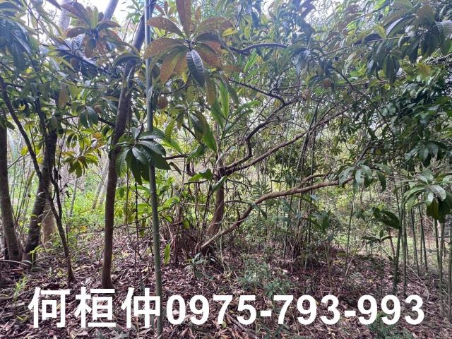 苗栗大湖山坡地-4