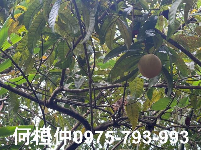 苗栗大湖山坡地-5