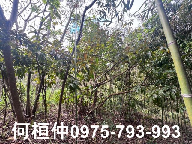 苗栗大湖山坡地-6