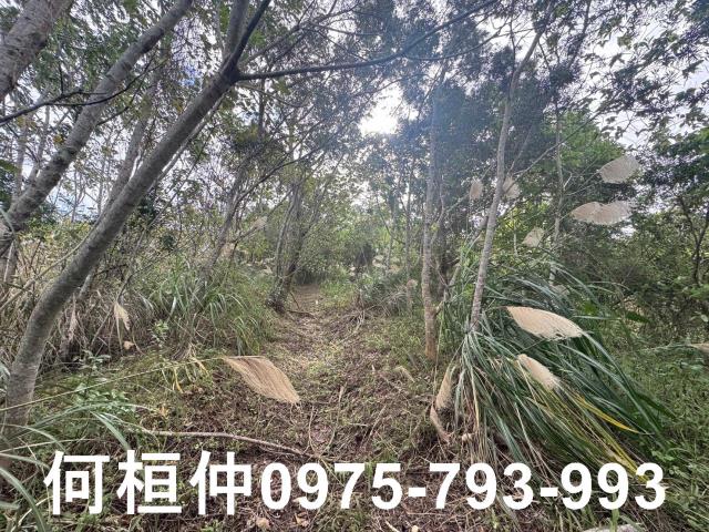 苗栗大湖山坡地-7