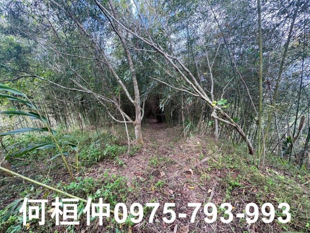 苗栗大湖山坡地-8