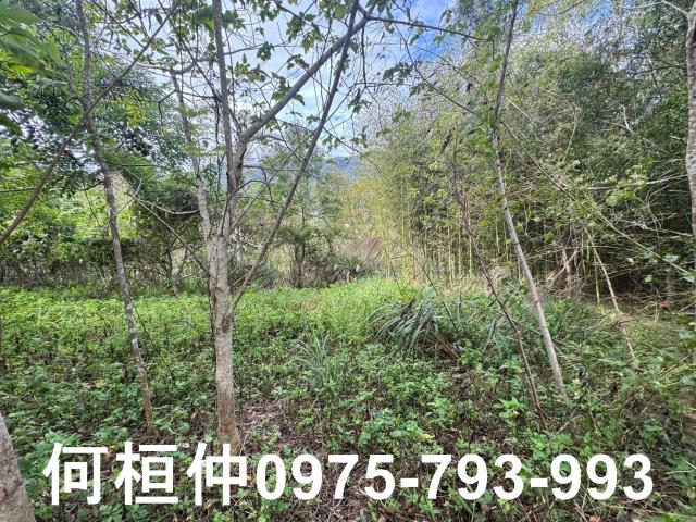 苗栗大湖山坡地-9