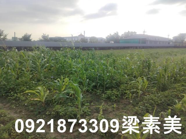 歸仁農地-4