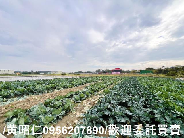 歸仁農地-7