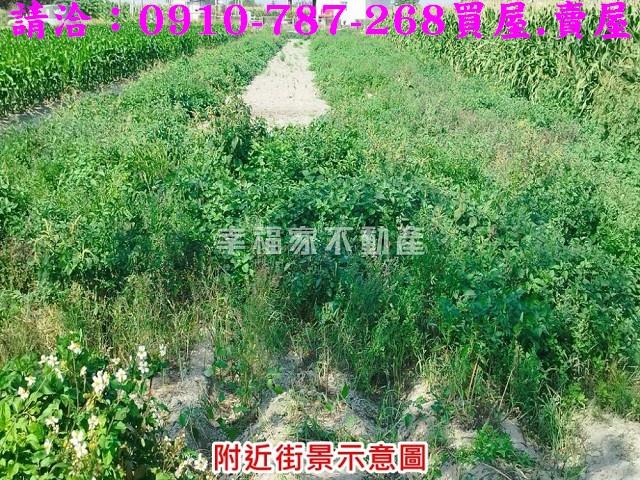將軍農地-4
