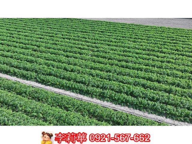 台南麻豆農地-7