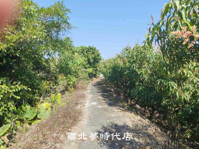 玉井農地-5