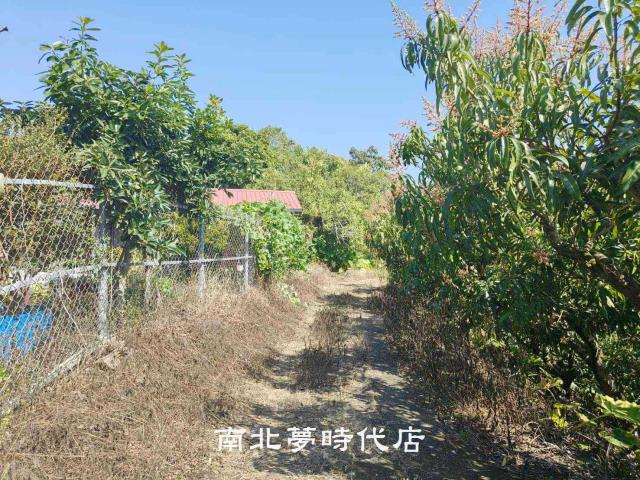玉井農地-6