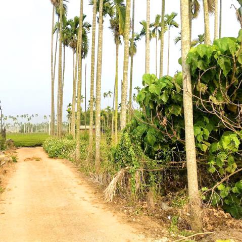 名間農地-2