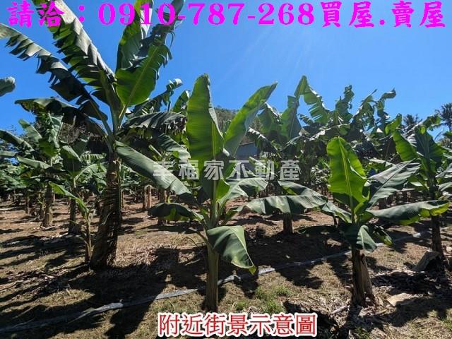 甲仙農地-6
