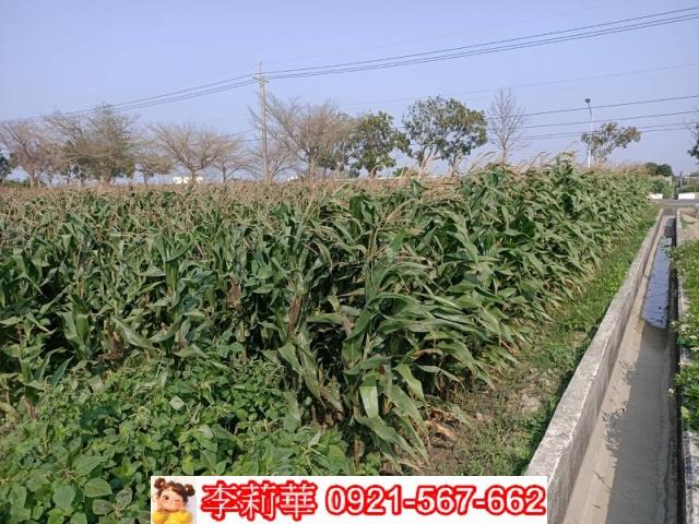 下營農地-12