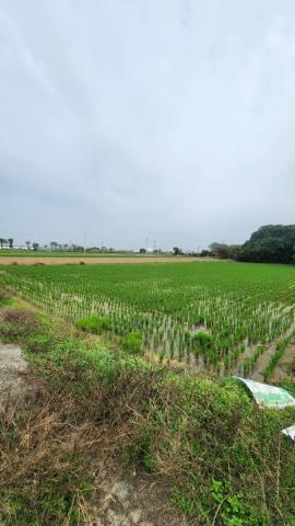 善化農地-9