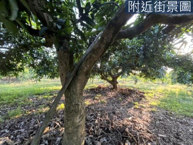楠西農地-9