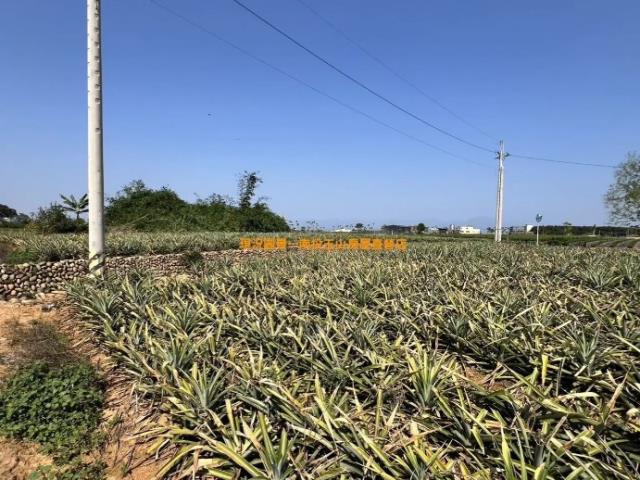 名間農地-5