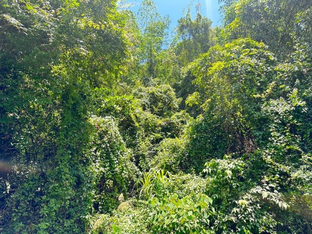 南投埔里農地-1
